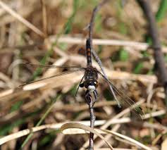 Attēlu rezultāti vaicājumam “Leucorrhinia rubicunda male”