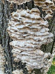 Attēlu rezultāti vaicājumam “Bjerkandera adusta”