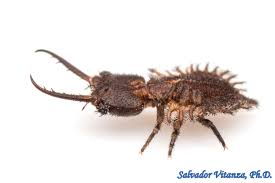 Attēlu rezultāti vaicājumam “Myrmeleontidae larva”