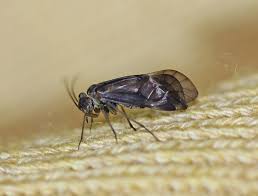 Attēlu rezultāti vaicājumam “Metylophorus nebulosus”