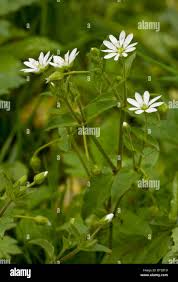 Attēlu rezultāti vaicājumam “Myosoton aquaticum flower”