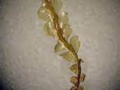 Attēlu rezultāti vaicājumam “Harpanthus flotovianus”