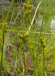 Attēlu rezultāti vaicājumam “Carex viridula”