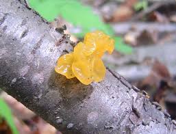 Attēlu rezultāti vaicājumam “Tremella mesenterica”