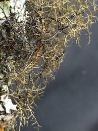 Attēlu rezultāti vaicājumam “Bryoria capillaris”