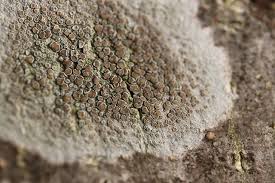 Attēlu rezultāti vaicājumam “Lecanora chlarotera”