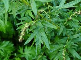 Image result for Artemisia vulgaris