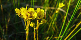 Attēlu rezultāti vaicājumam “Saxifraga hirculus flower”