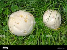 Attēlu rezultāti vaicājumam “Langermania gigantea”