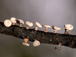 Attēlu rezultāti vaicājumam “Diderma hemisphaericum”