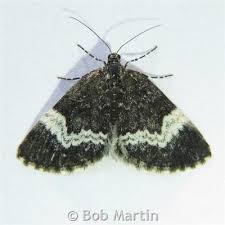 Attēlu rezultāti vaicājumam “Spargania luctuata”