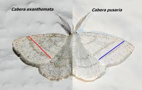 Attēlu rezultāti vaicājumam “Cabera exanthemata male”