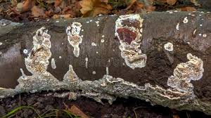 Attēlu rezultāti vaicājumam “Postia undosa”