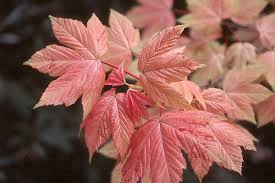 Attēlu rezultāti vaicājumam “Acer pseudoplatanus”