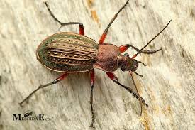 Attēlu rezultāti vaicājumam “Carabus cancellatus”