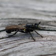 Attēlu rezultāti vaicājumam “Choerades sp.”