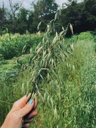 Attēlu rezultāti vaicājumam “Avena sativa”