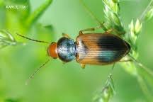 Attēlu rezultāti vaicājumam “Diachromus germanus”