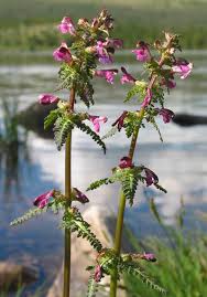 Attēlu rezultāti vaicājumam “Pedicularis palustris”
