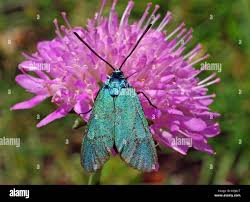 Attēlu rezultāti vaicājumam “Adscita statices”