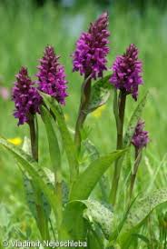 Attēlu rezultāti vaicājumam “Dactylorhiza majalis subsp. baltica leaf”