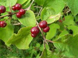 Attēlu rezultāti vaicājumam “Lonicera xylosteum fruit”