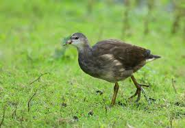 Attēlu rezultāti vaicājumam “Gallinula chloropus juvenile”