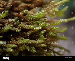 Attēlu rezultāti vaicājumam “Hygrohypnum luridum”