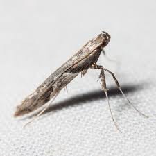 Attēlu rezultāti vaicājumam “Palustriella”