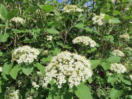 Attēlu rezultāti vaicājumam “Viburnum lantana”