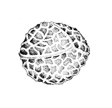 Attēlu rezultāti vaicājumam “Isoetaceae”