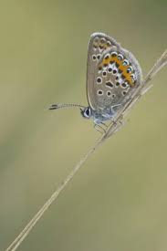Attēlu rezultāti vaicājumam “Plebejus argus”