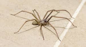 Image result for spider