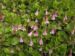 Attēlu rezultāti vaicājumam “Linnaea borealis”