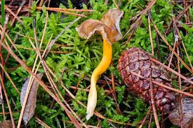 Attēlu rezultāti vaicājumam “Hemitrichia lutescens”