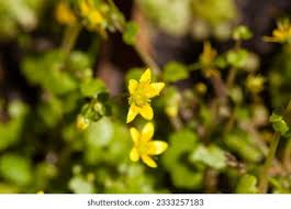 Attēlu rezultāti vaicājumam “Saxifraga cymbalaria flower”