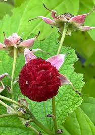 Attēlu rezultāti vaicājumam “Rubus parviflorus fruit”