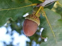 Attēlu rezultāti vaicājumam “Quercus robur fruit”