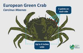 Image result for Carcinus maenas