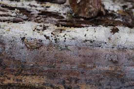 Attēlu rezultāti vaicājumam “Leucogyrophana sororia”