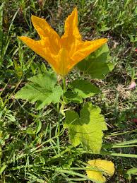 Attēlu rezultāti vaicājumam “Cucurbita pepo leaf”