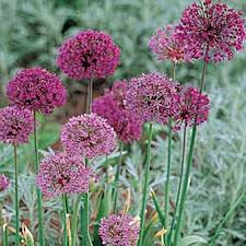 Attēlu rezultāti vaicājumam “Allium holandicum”