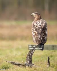 Image result for Haliaeetus albicilla