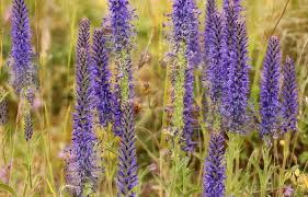 Attēlu rezultāti vaicājumam “Veronica spicata leaf”