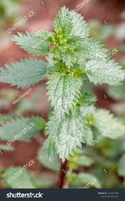 Attēlu rezultāti vaicājumam “Urtica urens leaf”