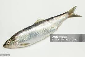 Image result for Clupea pallasii