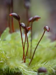Attēlu rezultāti vaicājumam “Brachythecium salebrosum sporophyte”