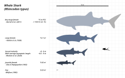 Image result for Rhincodon typus