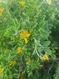 Attēlu rezultāti vaicājumam “Medicago”