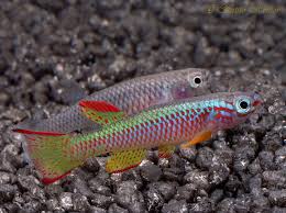 Image result for Aphyosemion